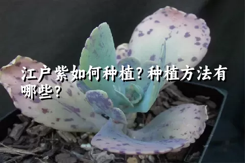 江户紫如何种植？种植方法有哪些？