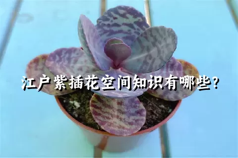 江户紫插花空间知识有哪些？