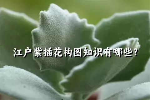 江户紫插花构图知识有哪些？