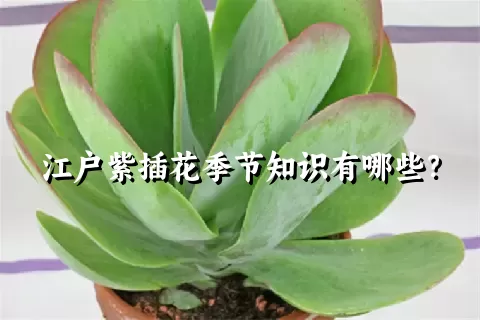 江户紫插花季节知识有哪些？