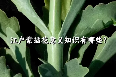 江户紫插花意义知识有哪些？