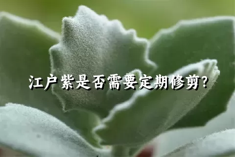 江户紫是否需要定期修剪？