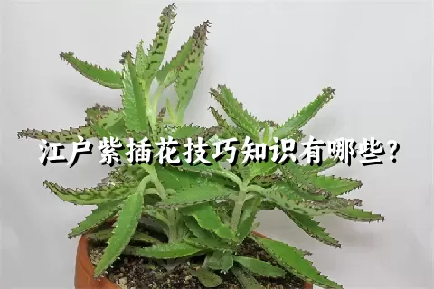 江户紫插花技巧知识有哪些？