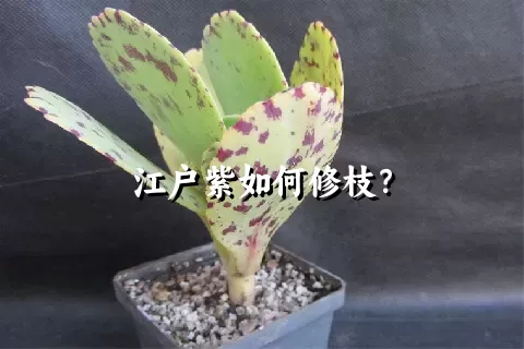 江户紫如何修枝？