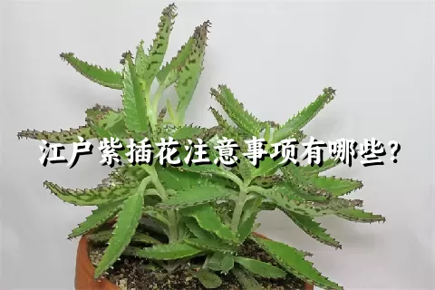 江户紫插花注意事项有哪些？