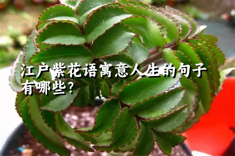 江户紫花语寓意人生的句子有哪些？