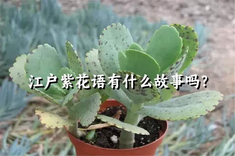 江户紫花语有什么故事吗？