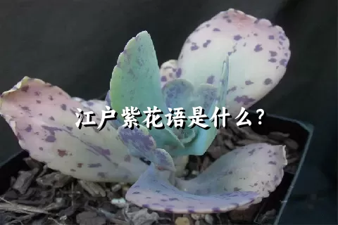 江户紫花语是什么？