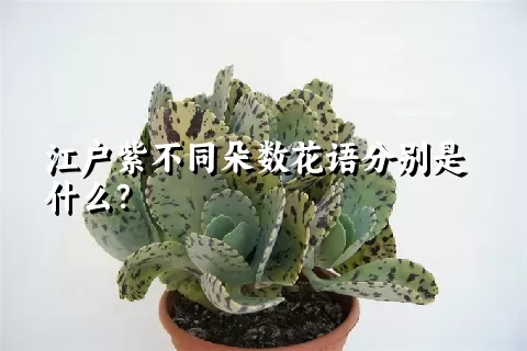 江户紫不同朵数花语分别是什么？