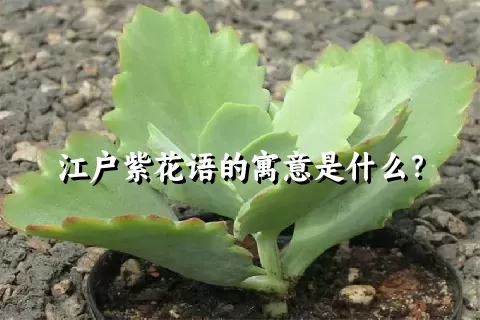 江户紫花语的寓意是什么？