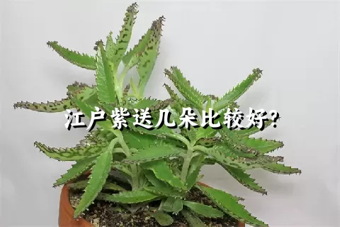 江户紫送几朵比较好？