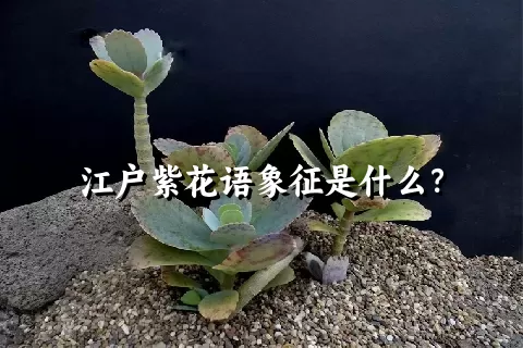 江户紫花语象征是什么？