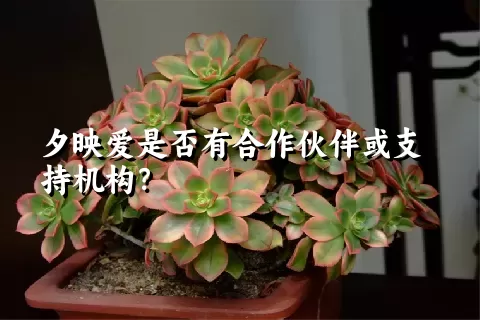 夕映爱是否有合作伙伴或支持机构？