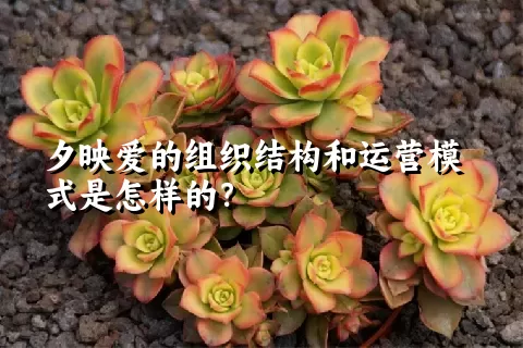 夕映爱的组织结构和运营模式是怎样的？