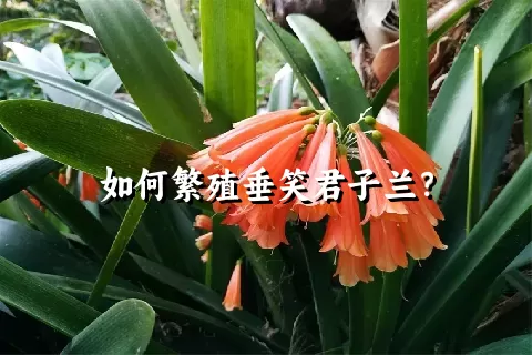 如何繁殖垂笑君子兰？