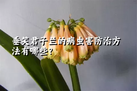 垂笑君子兰的病虫害防治方法有哪些？