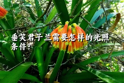 垂笑君子兰需要怎样的光照条件？