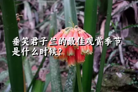 垂笑君子兰的最佳观赏季节是什么时候？