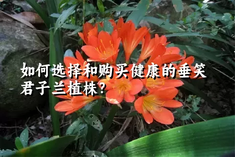 如何选择和购买健康的垂笑君子兰植株？