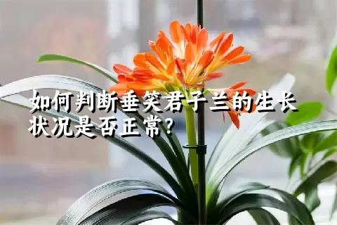 如何判断垂笑君子兰的生长状况是否正常？