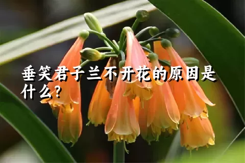 垂笑君子兰不开花的原因是什么？