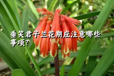 垂笑君子兰花期应注意哪些事项？