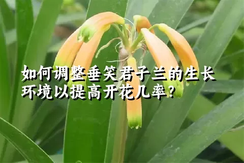 如何调整垂笑君子兰的生长环境以提高开花几率？