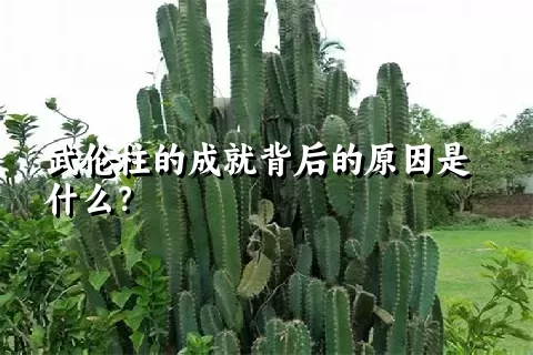 武伦柱的成就背后的原因是什么？