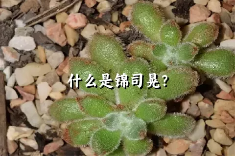 什么是锦司晃？