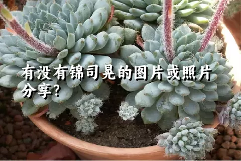 有没有锦司晃的图片或照片分享？