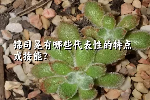 锦司晃有哪些代表性的特点或技能？