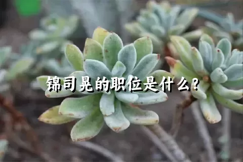 锦司晃的职位是什么？