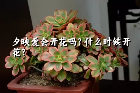 夕映爱会开花吗？什么时候开花？