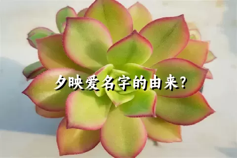 夕映爱名字的由来？