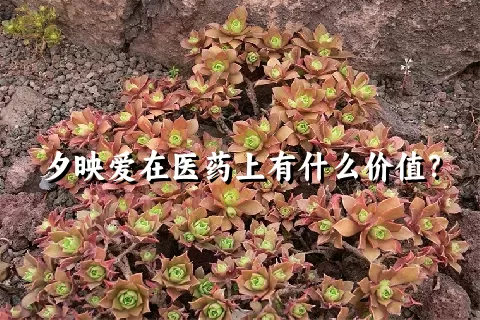 夕映爱在医药上有什么价值？