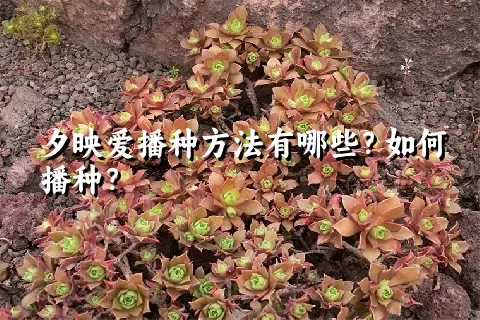 夕映爱播种方法有哪些？如何播种？