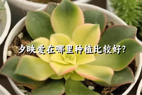 夕映爱在哪里种植比较好？