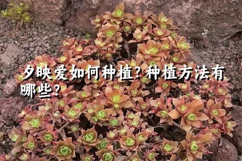 夕映爱如何种植？种植方法有哪些？