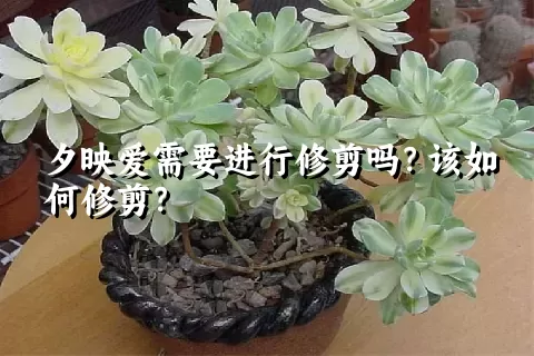 夕映爱需要进行修剪吗？该如何修剪？