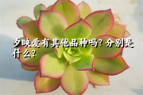 夕映爱有其他品种吗？分别是什么？