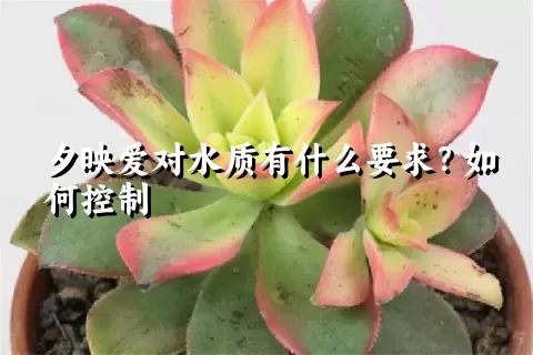 夕映爱对水质有什么要求？如何控制