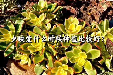 夕映爱什么时候种植比较好？