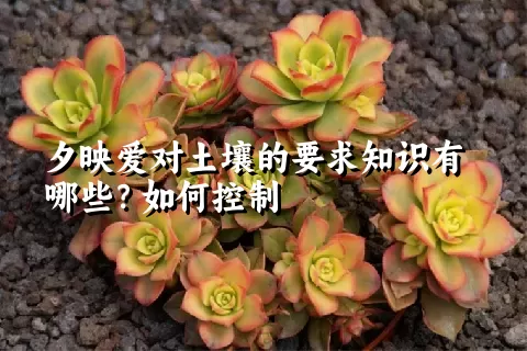 夕映爱对土壤的要求知识有哪些？如何控制