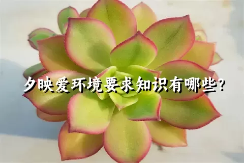 夕映爱环境要求知识有哪些？