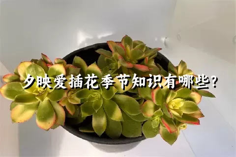 夕映爱插花季节知识有哪些？