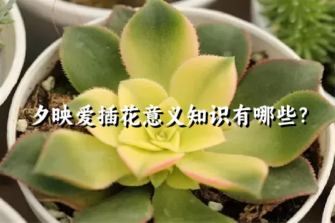 夕映爱插花意义知识有哪些？