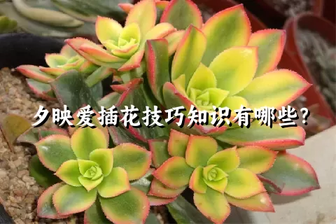 夕映爱插花技巧知识有哪些？