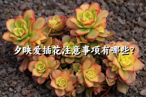 夕映爱插花注意事项有哪些？