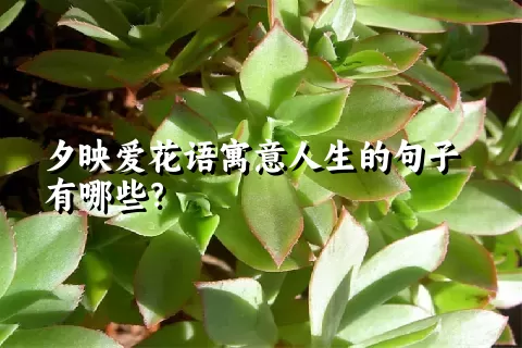 夕映爱花语寓意人生的句子有哪些？