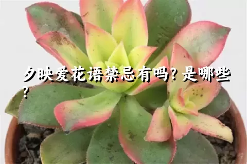 夕映爱花语禁忌有吗？是哪些？